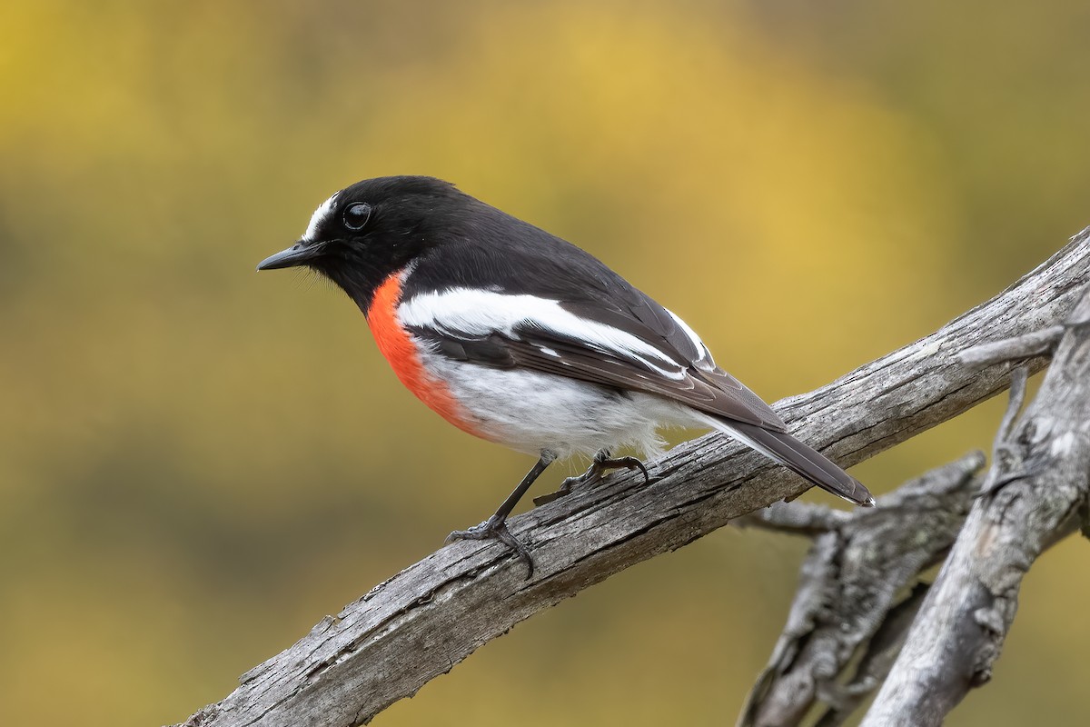 Scarlet Robin - ML643864652