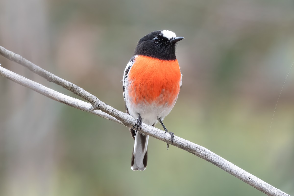 Scarlet Robin - ML643864653