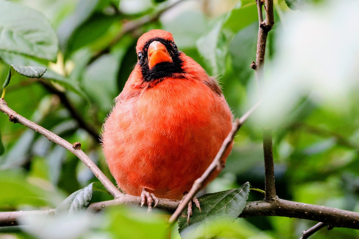 Northern Cardinal - ML643864654