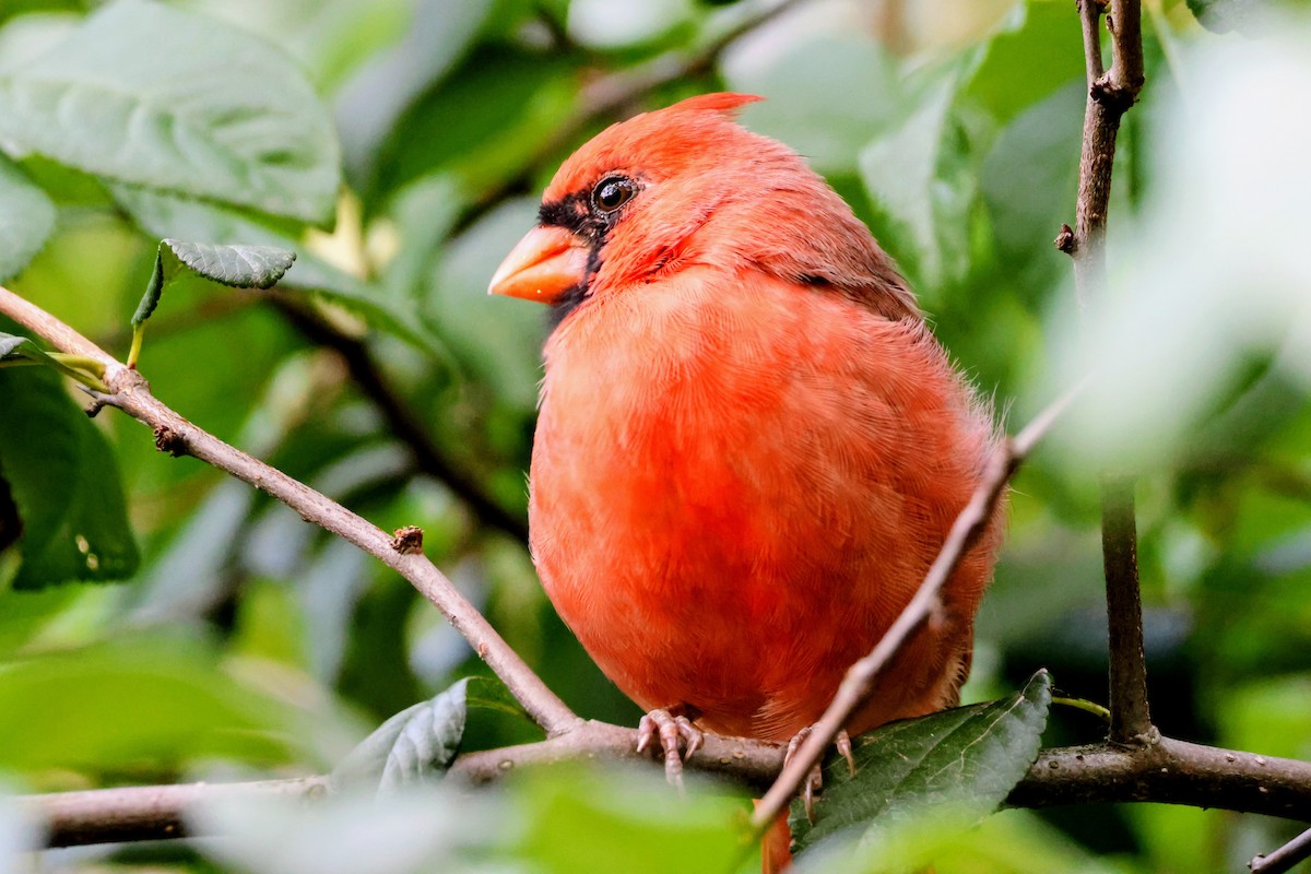 Northern Cardinal - ML643864655