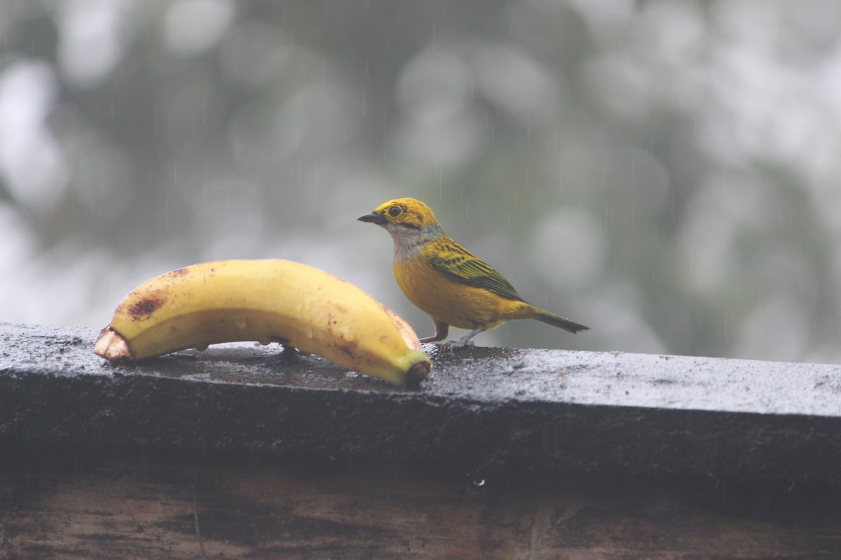 Silver-throated Tanager - ML643864667