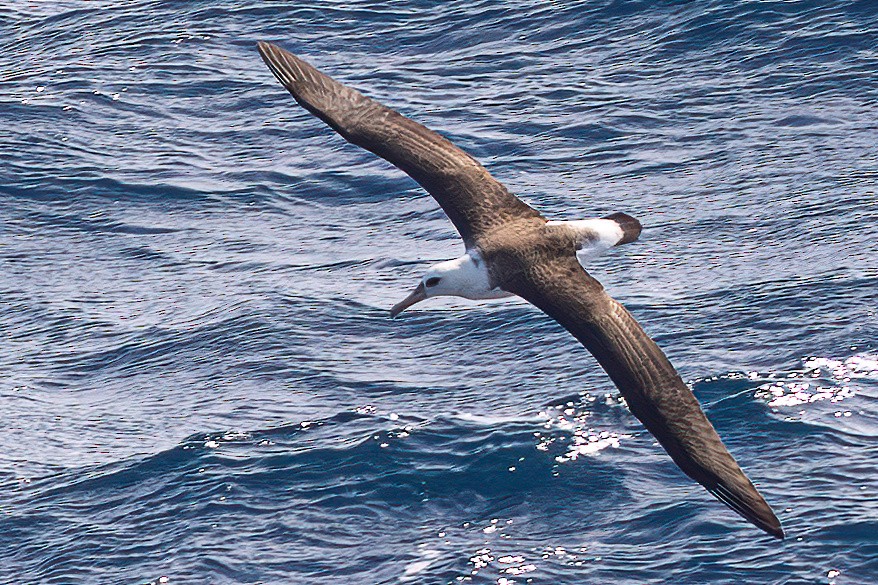 Albatros de Laysan - ML643864676