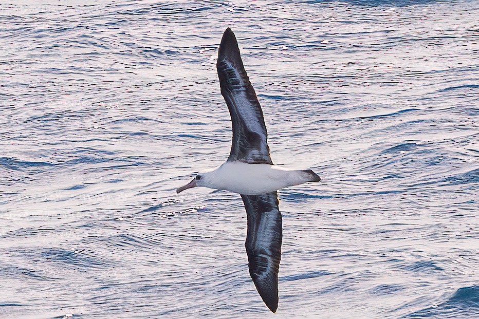 Albatros de Laysan - ML643864677