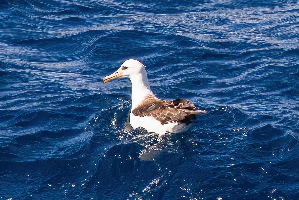 Albatros de Laysan - ML643864680