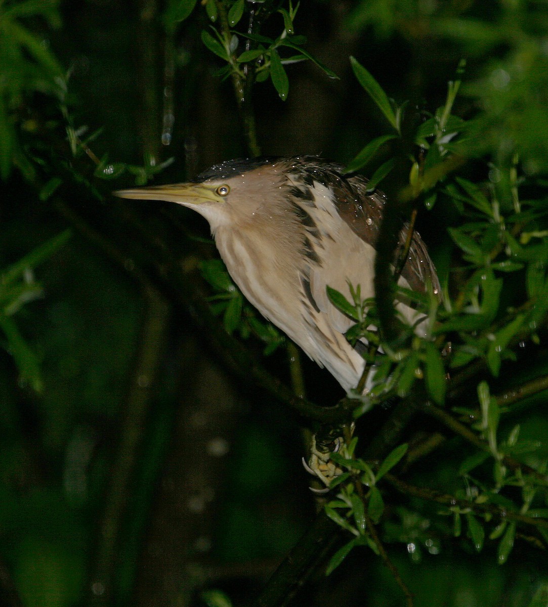 Little Bittern - ML643864681