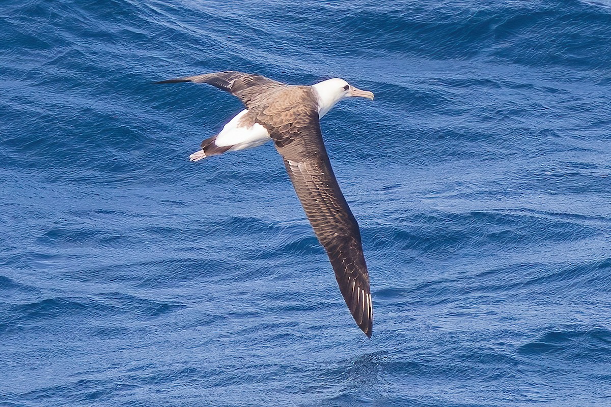 Albatros de Laysan - ML643864682