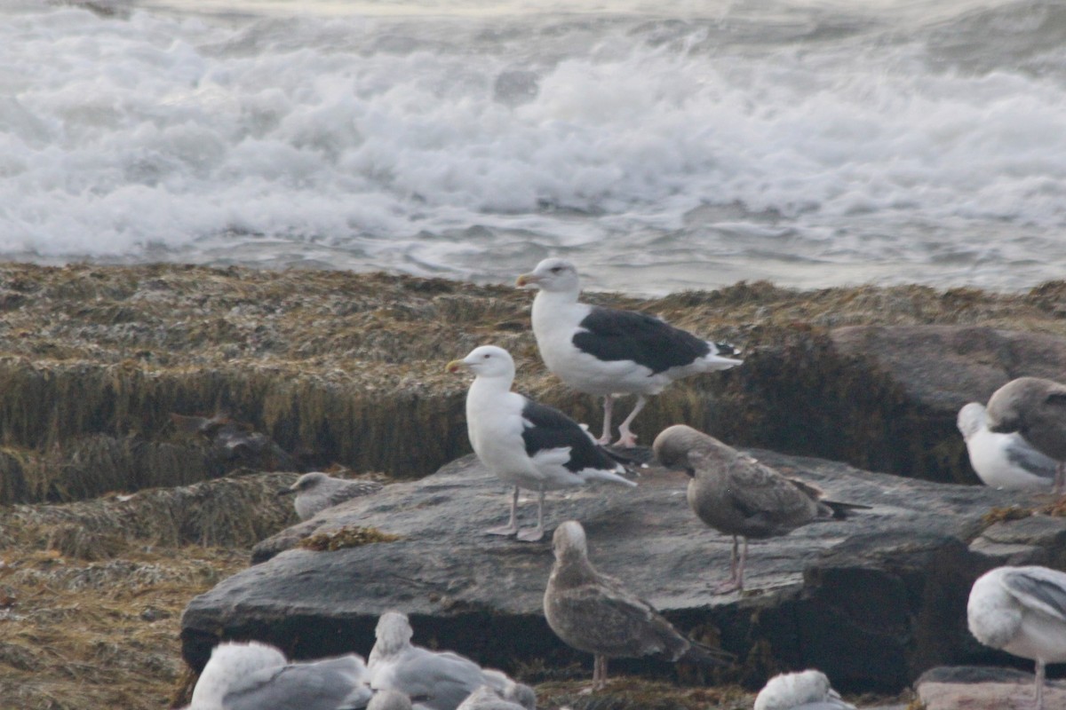 Great Black-backed Gull - ML643864683