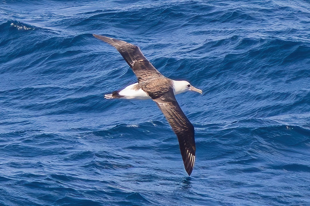 Albatros de Laysan - ML643864689