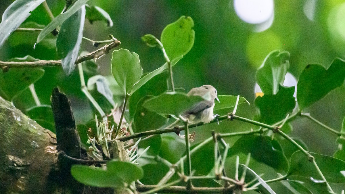 Nilgiri Flowerpecker - ML643864690