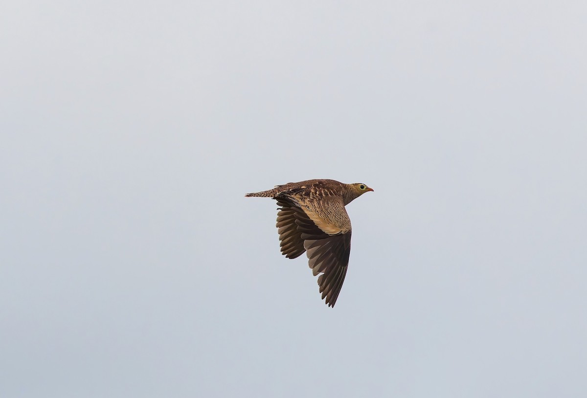 Painted Sandgrouse - ML643864691
