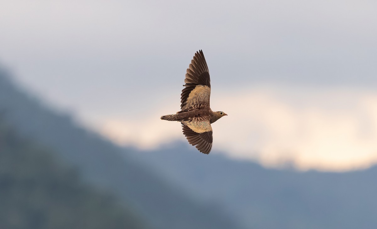 Painted Sandgrouse - ML643864692