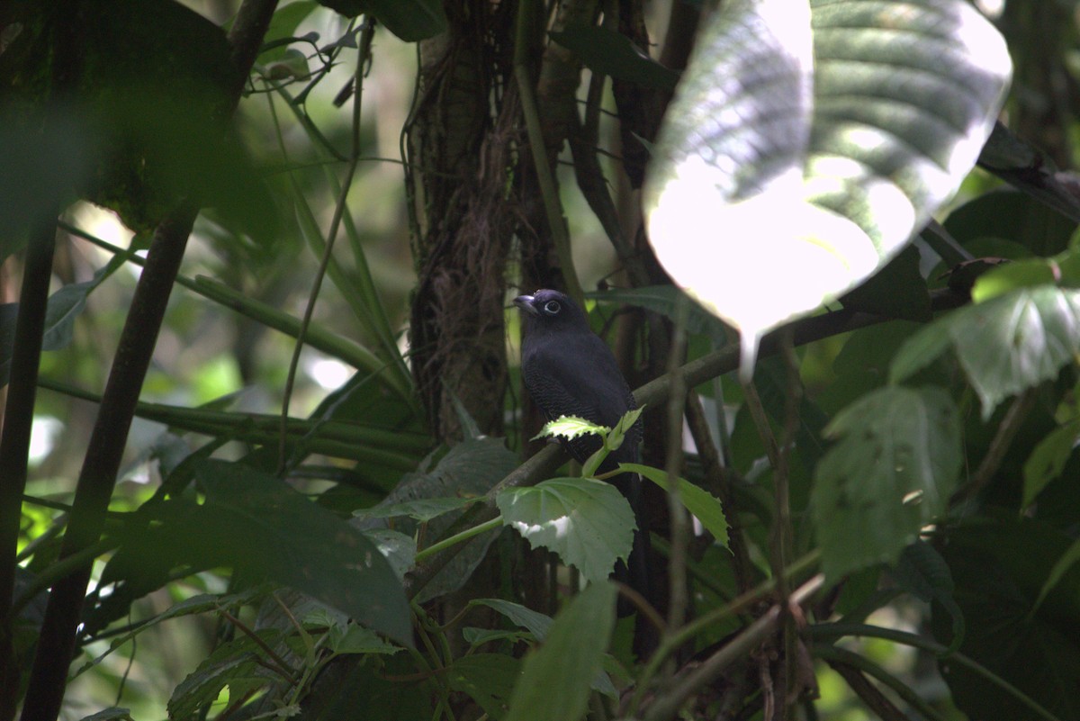 Trogon de Sclater - ML643864693