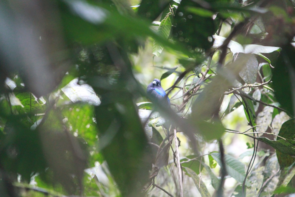 Trogon de Sclater - ML643864696