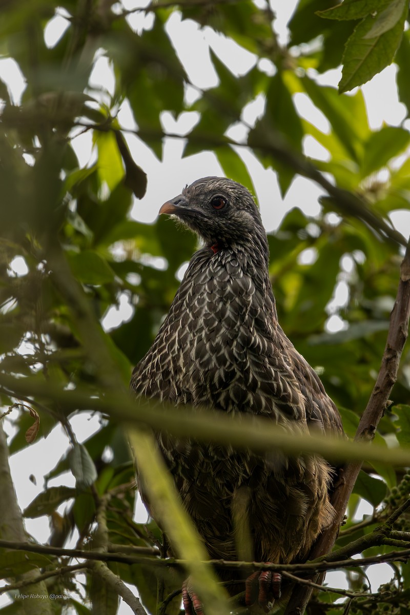 Andean Guan - ML643864701