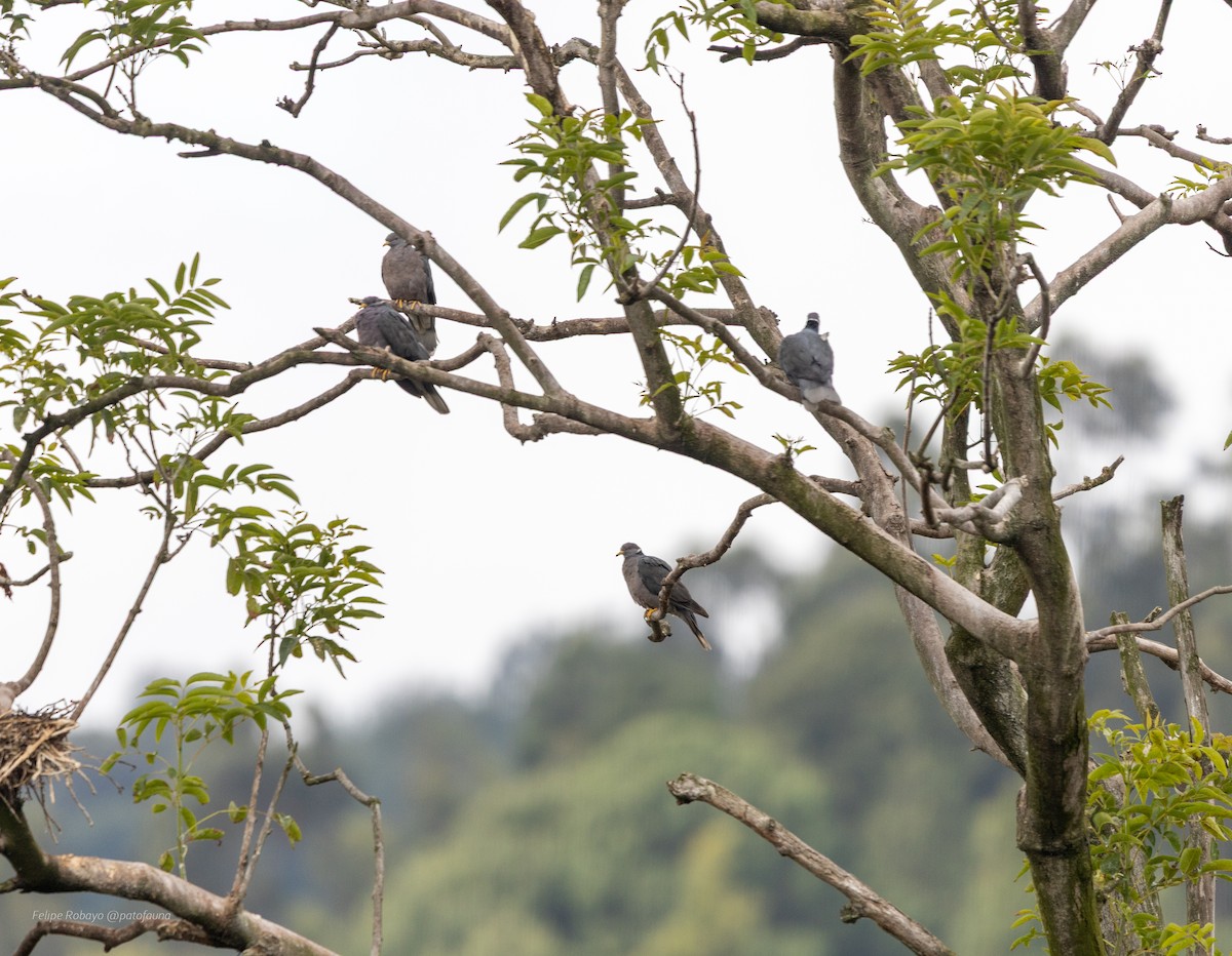 Band-tailed Pigeon - ML643864711