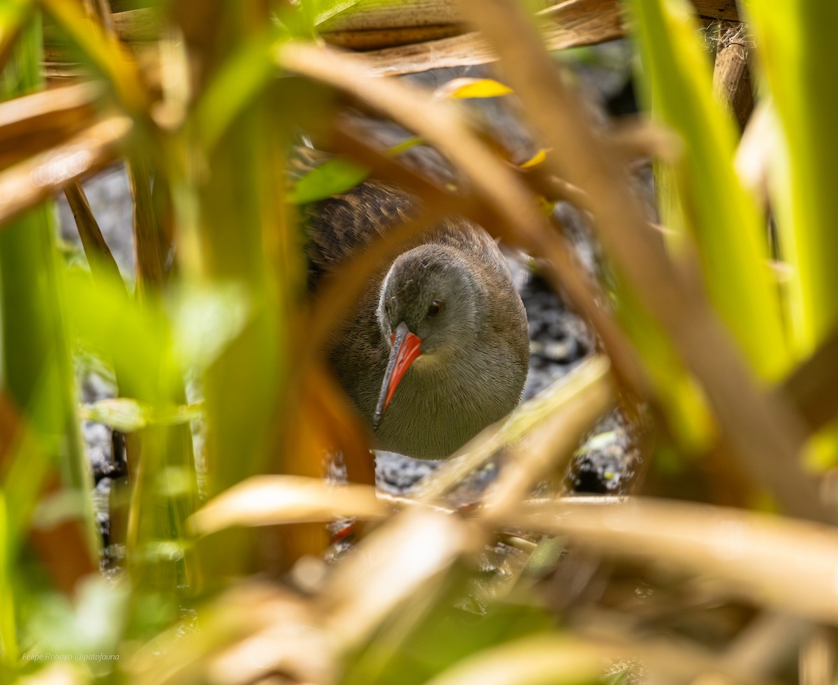 Bogota Rail - ML643864717