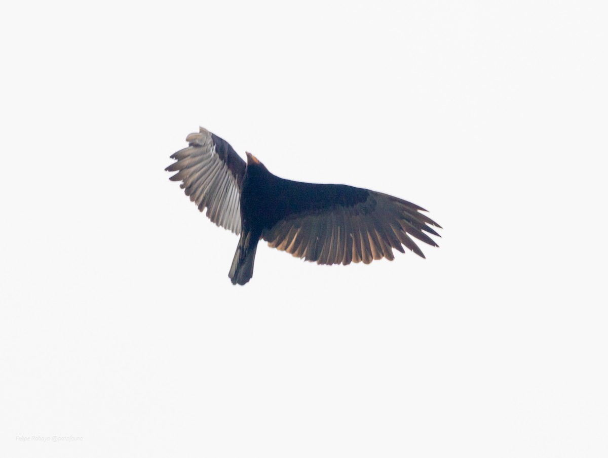 Lesser Yellow-headed Vulture - ML643864721