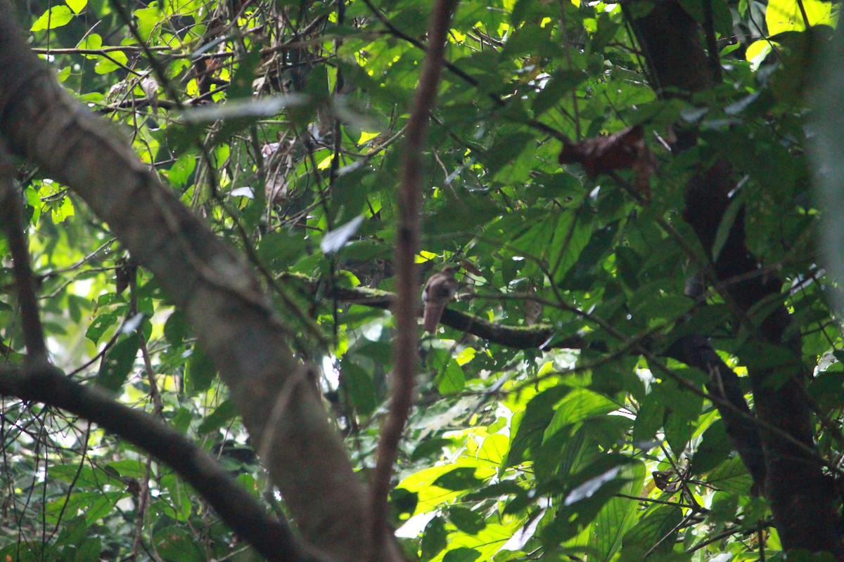 Choco Black-throated Trogon - ML643864725