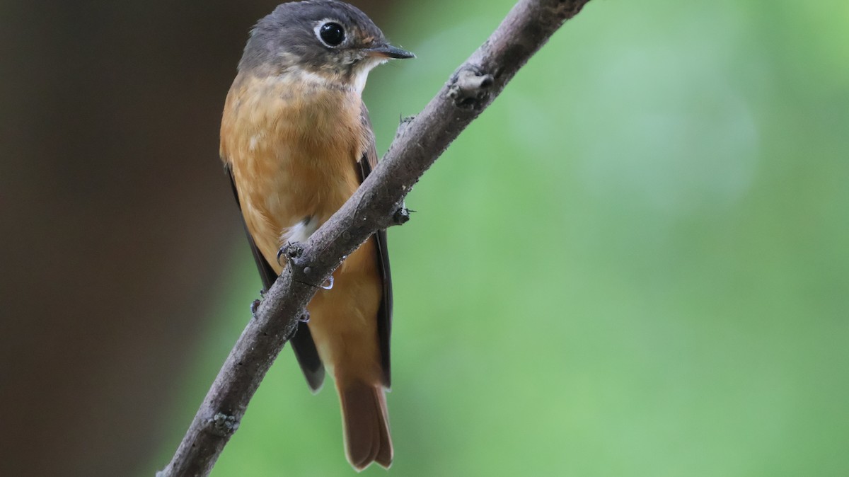 Ferruginous Flycatcher - ML643864773