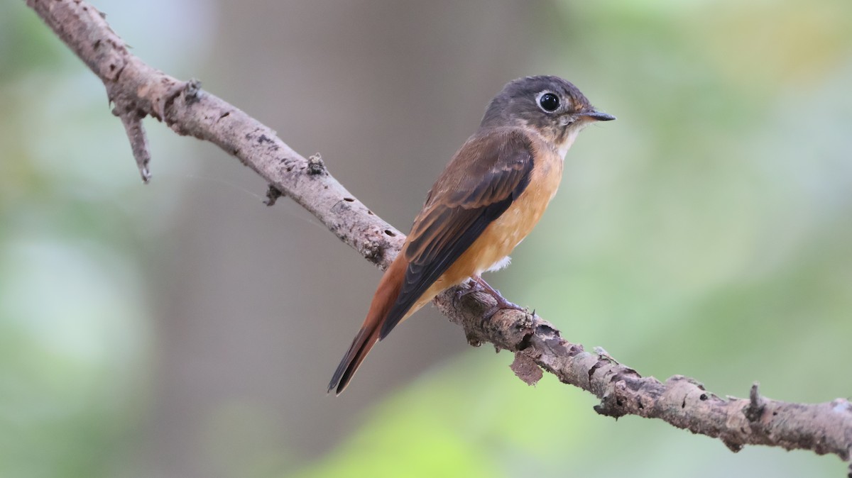 Ferruginous Flycatcher - ML643864777