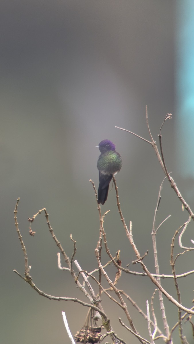 Purple-backed Thornbill - ML643864796