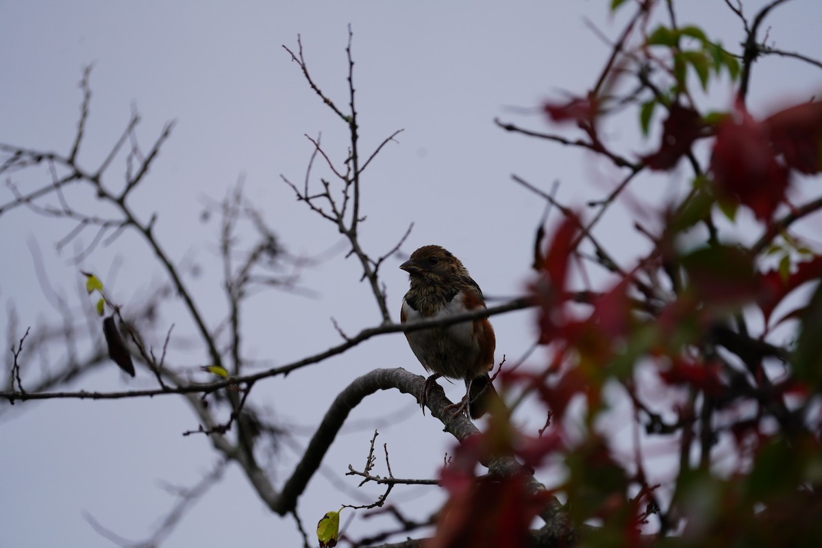 Eastern Towhee - ML643864816