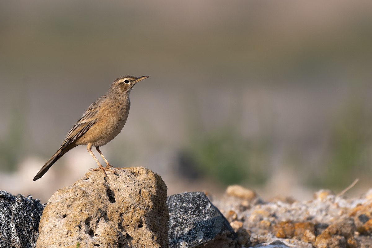 Long-billed Pipit - ML643864831