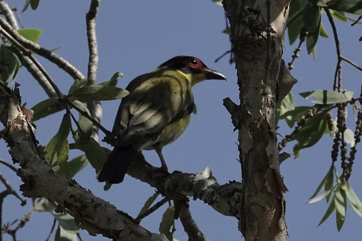 Australasian Figbird - ML643864836