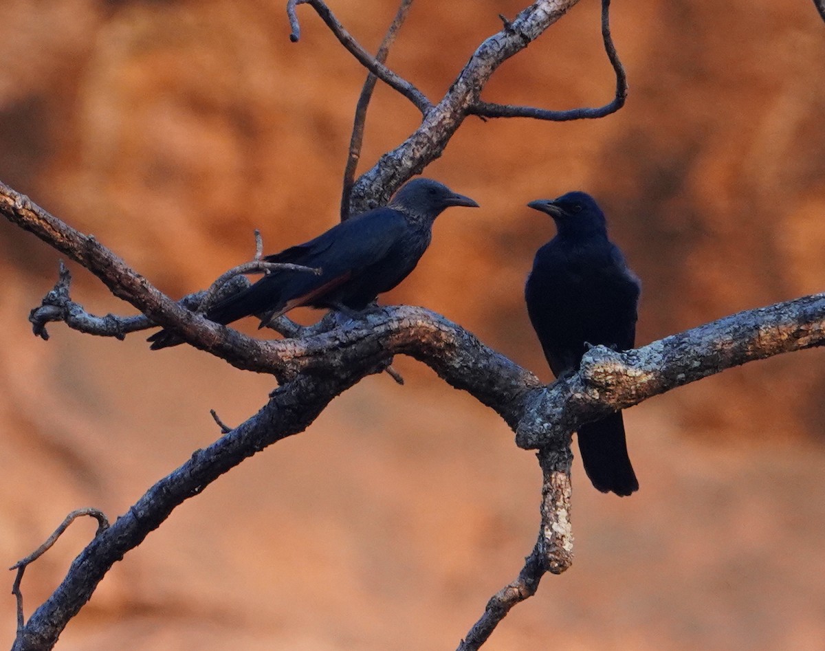 Red-winged Starling - ML643864848