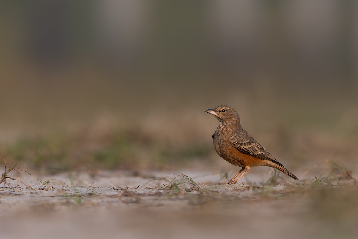 Rufous-tailed Lark - ML643864850