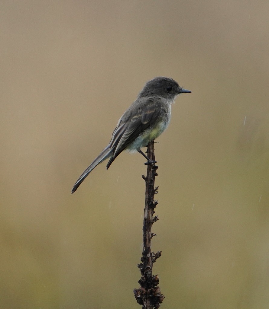 Eastern Phoebe - ML643864862