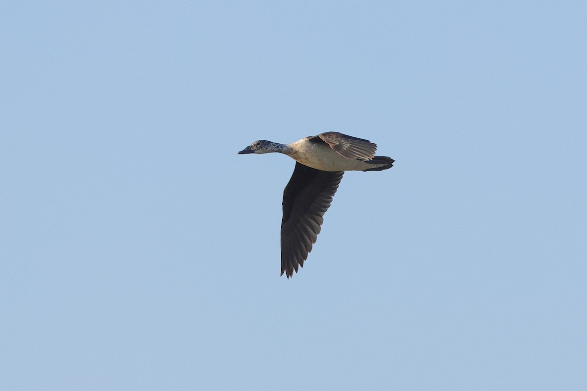 Knob-billed Duck - ML643864874