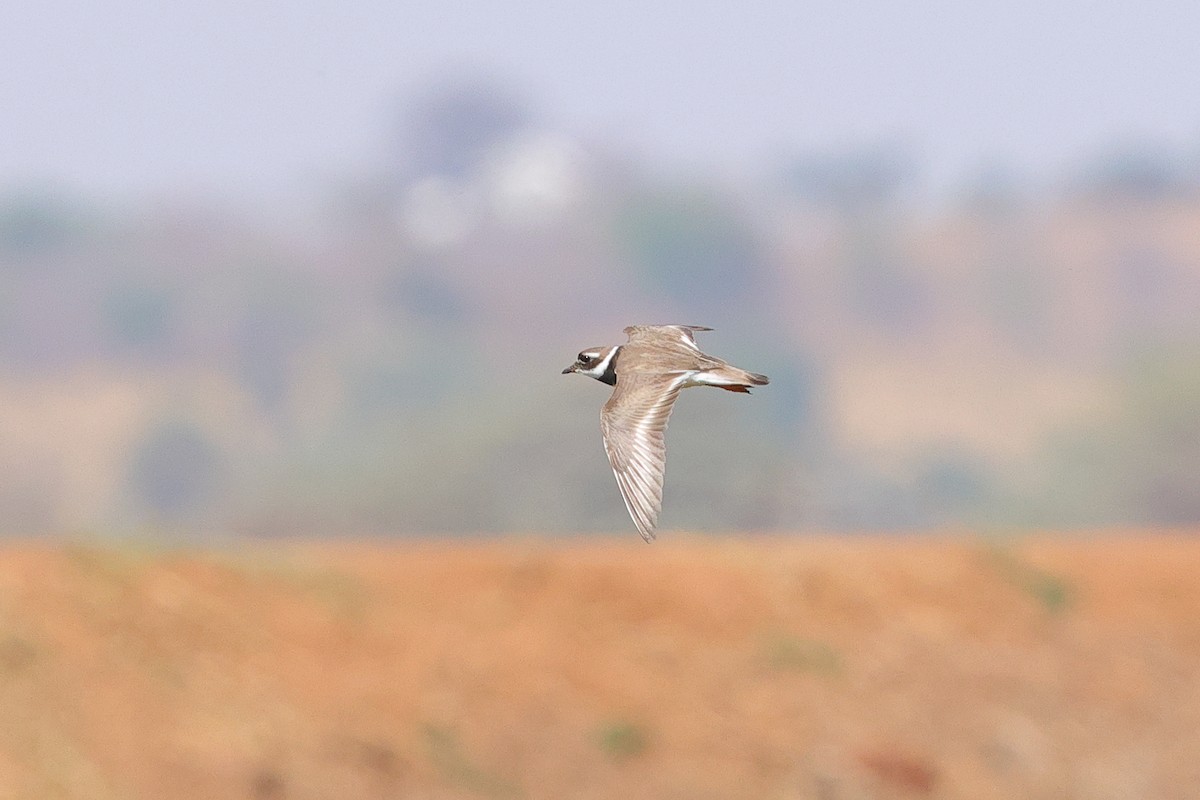 Common Ringed Plover - ML643864877