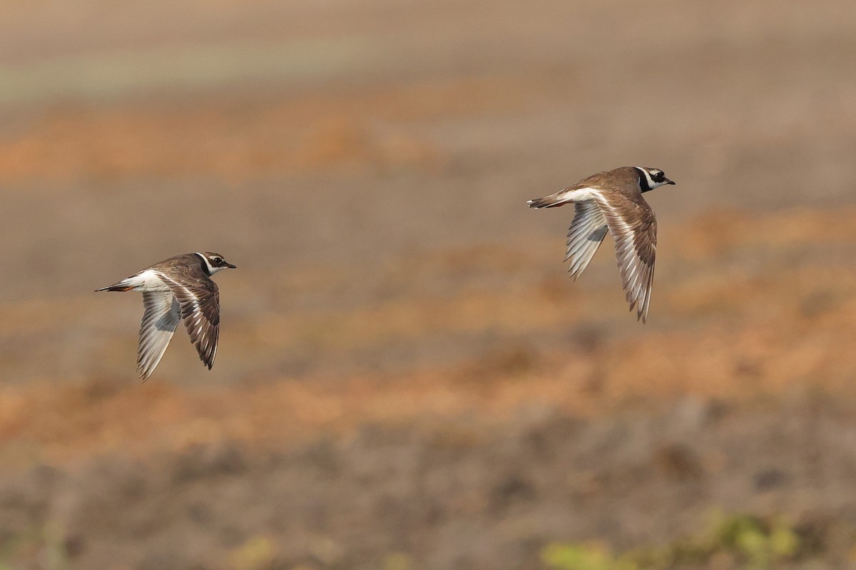 Common Ringed Plover - ML643864878