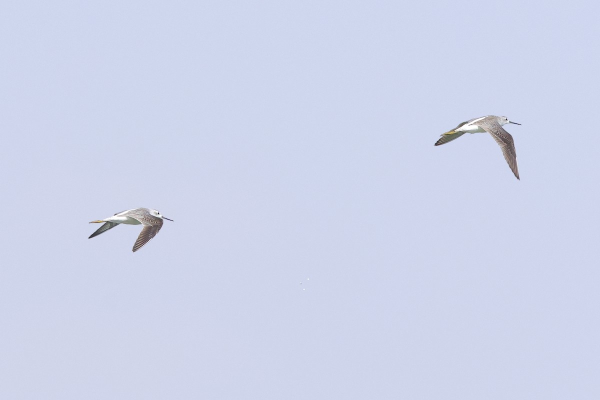 Common Greenshank - ML643864892