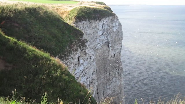 シロカツオドリ - ML643864900