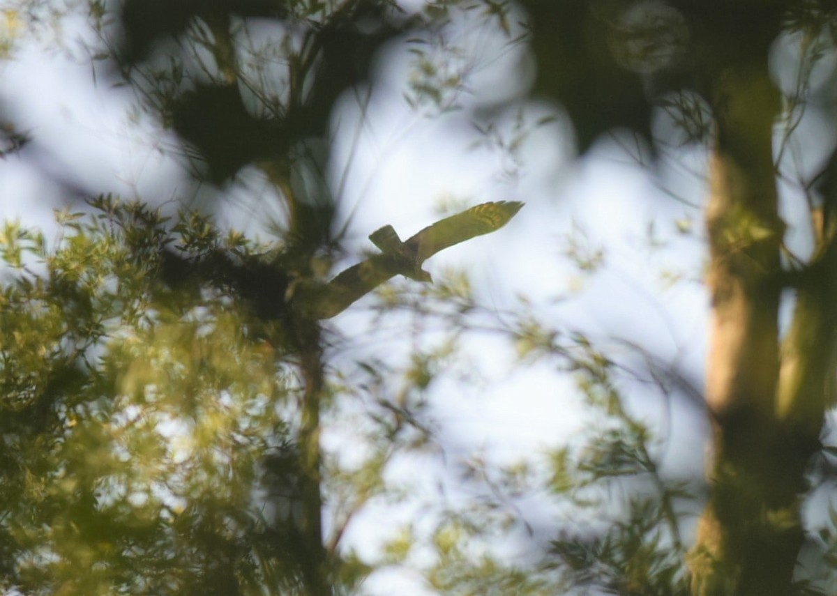 ハチクマ - ML643864919