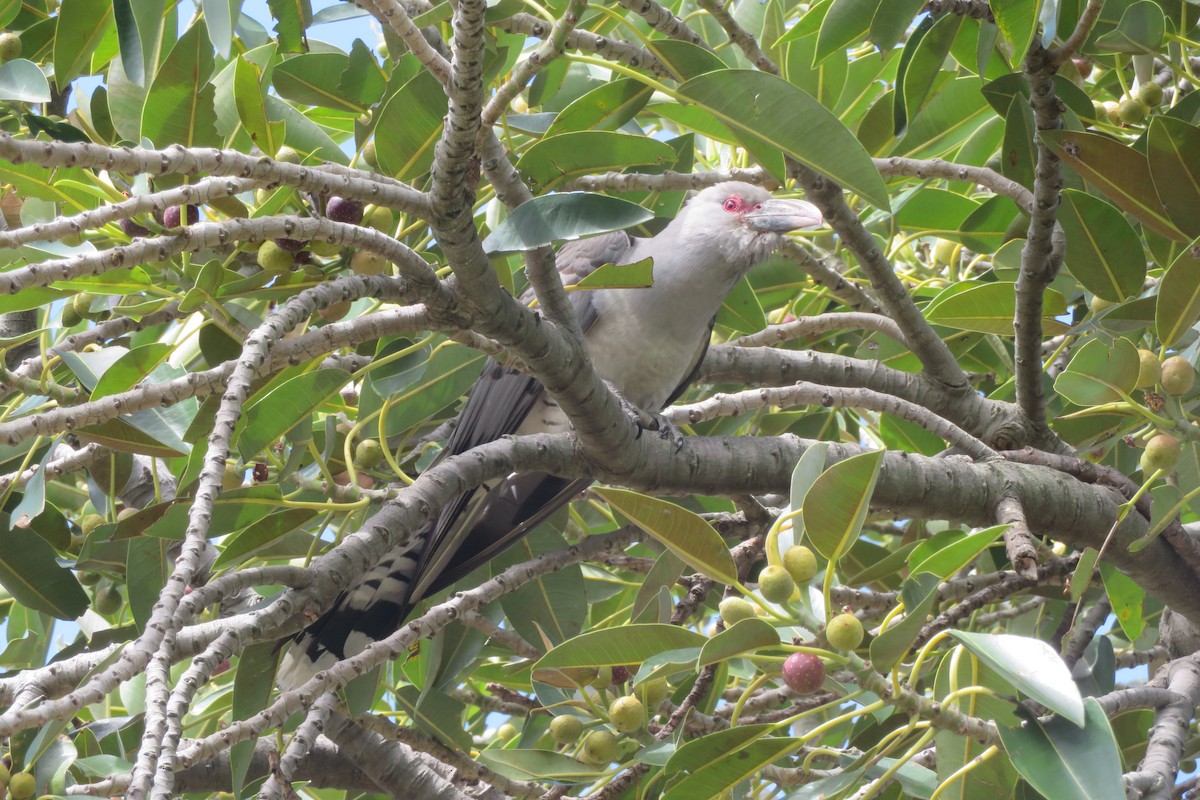 Channel-billed Cuckoo - ML643864931