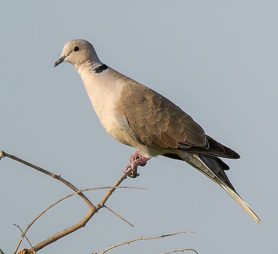 Eurasian Collared-Dove - ML643864933