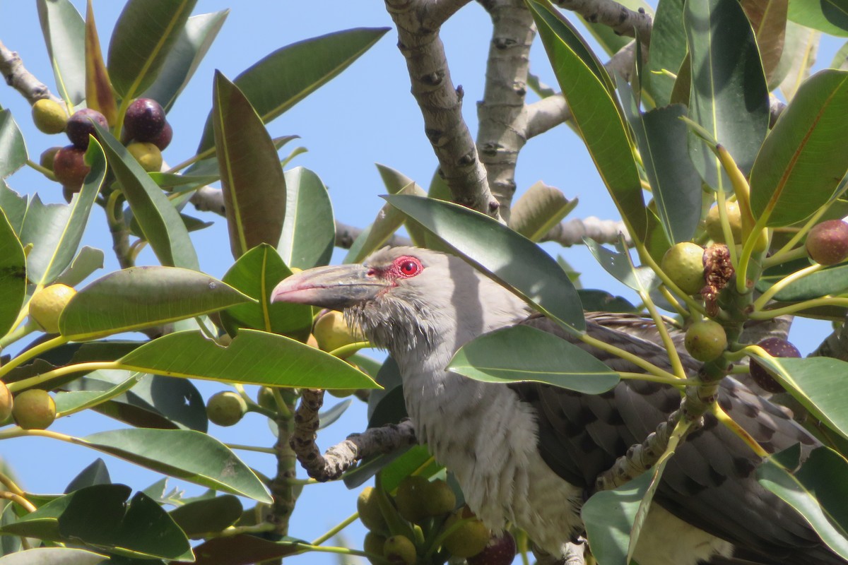 Channel-billed Cuckoo - ML643864940