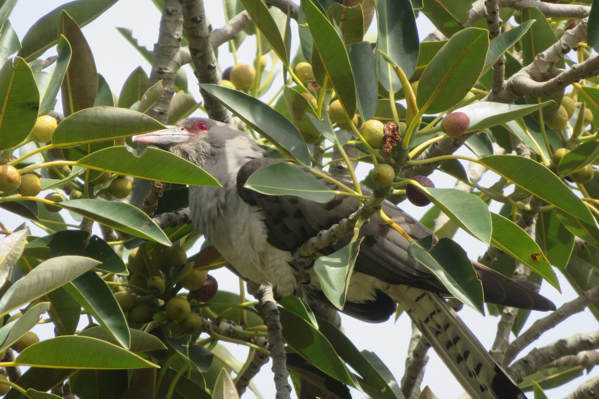 Channel-billed Cuckoo - ML643864944