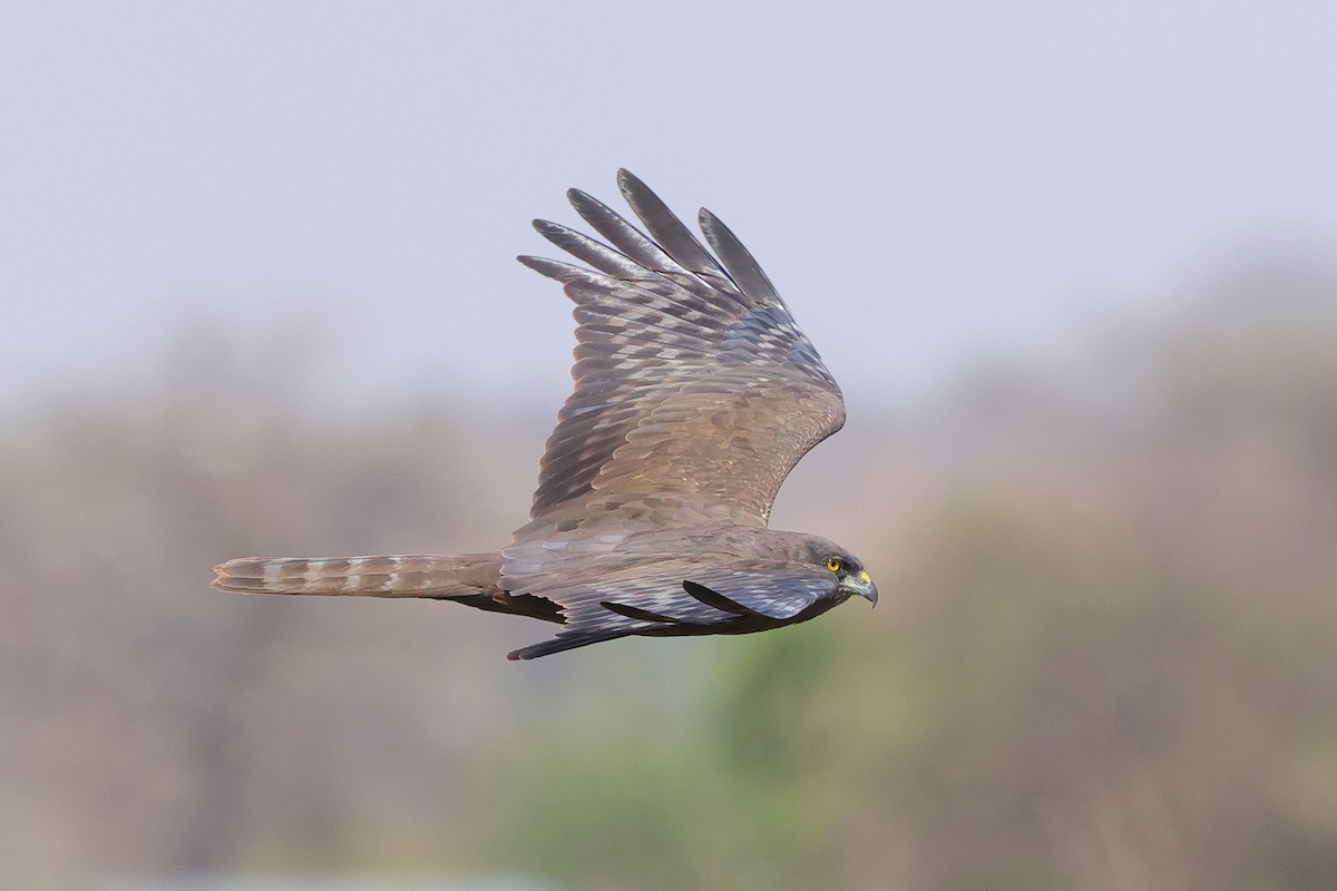 African Marsh Harrier - ML643864951