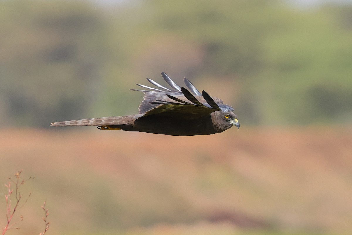 African Marsh Harrier - ML643864952