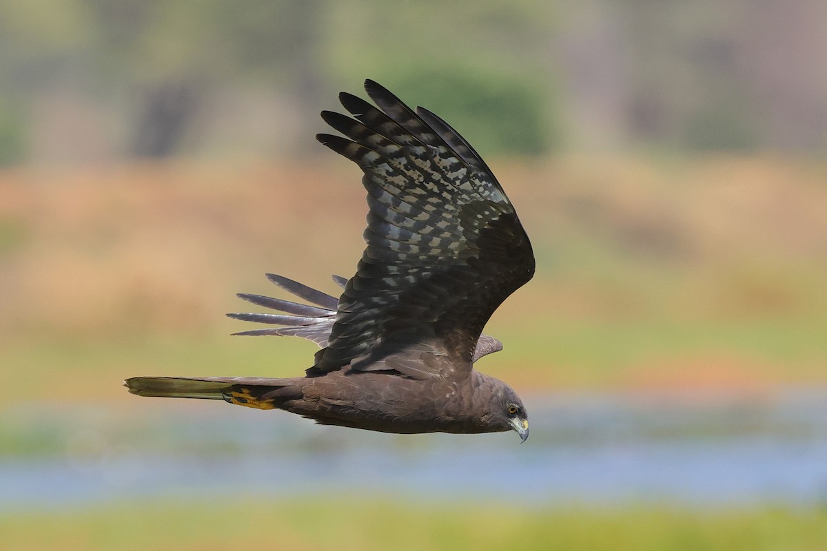 African Marsh Harrier - ML643864954