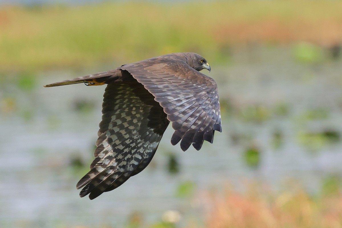 African Marsh Harrier - ML643864955