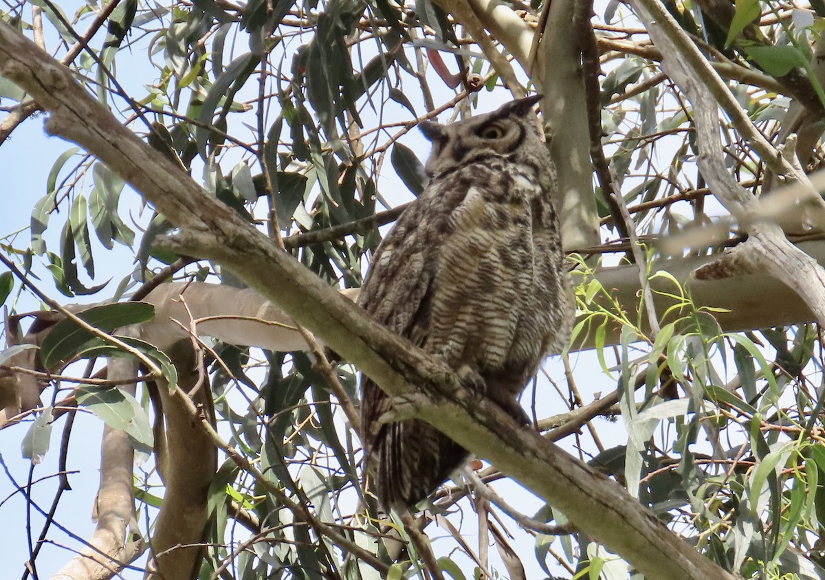 Great Horned Owl - ML643864961