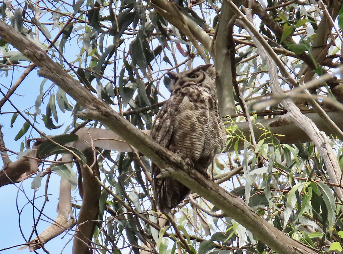 Great Horned Owl - ML643864963