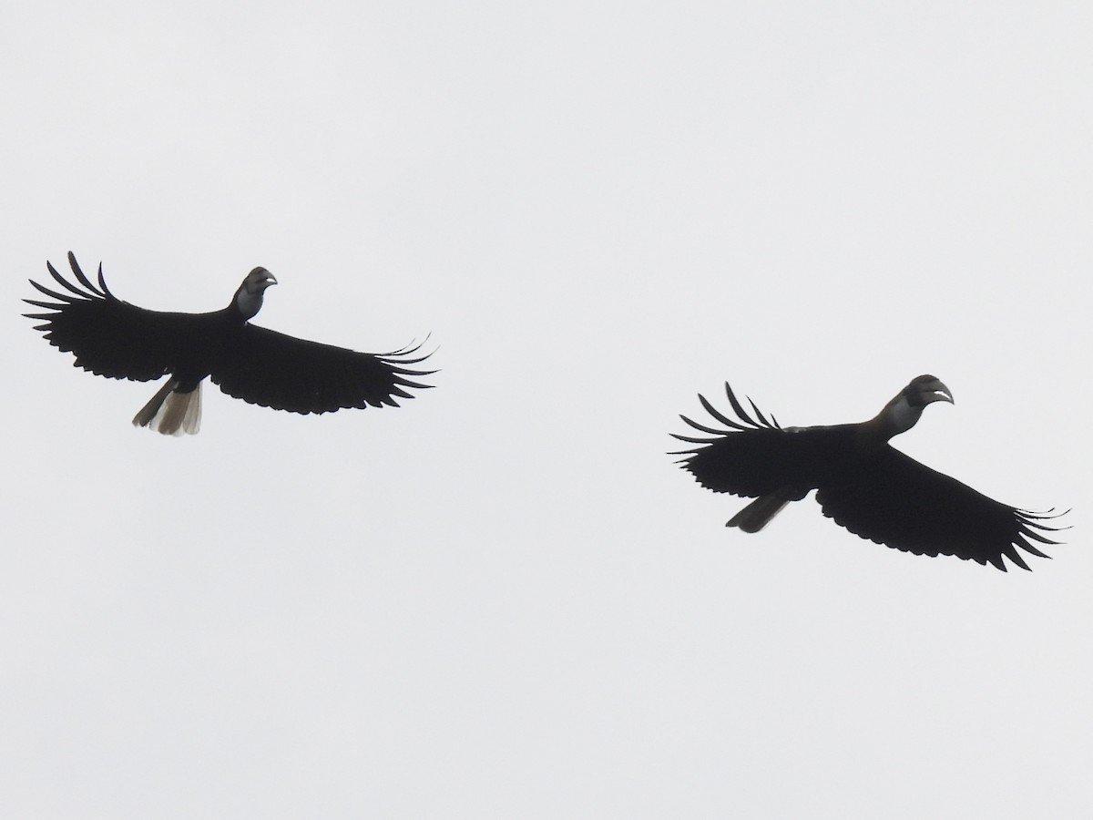Blyth's Hornbill - ML643864966
