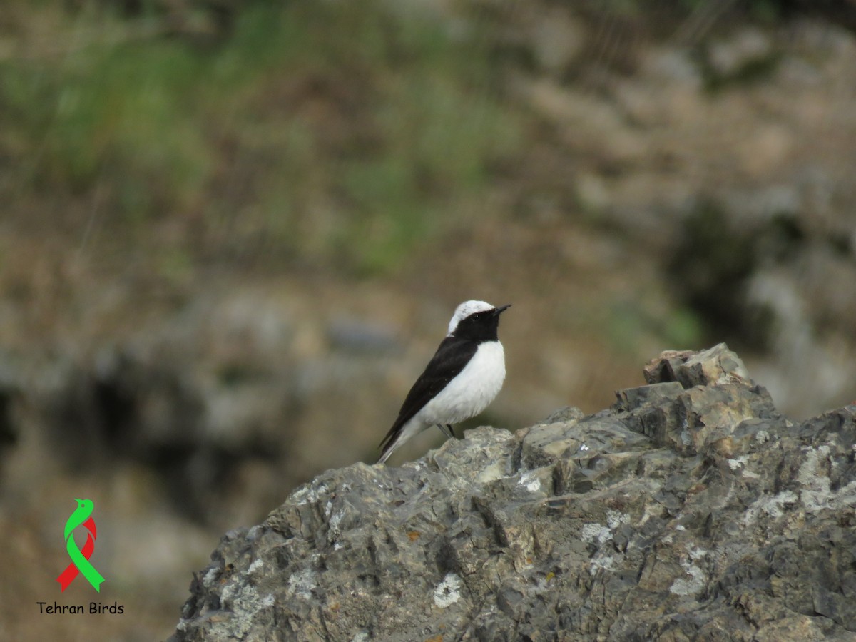 Finsch's Wheatear - ML643864971