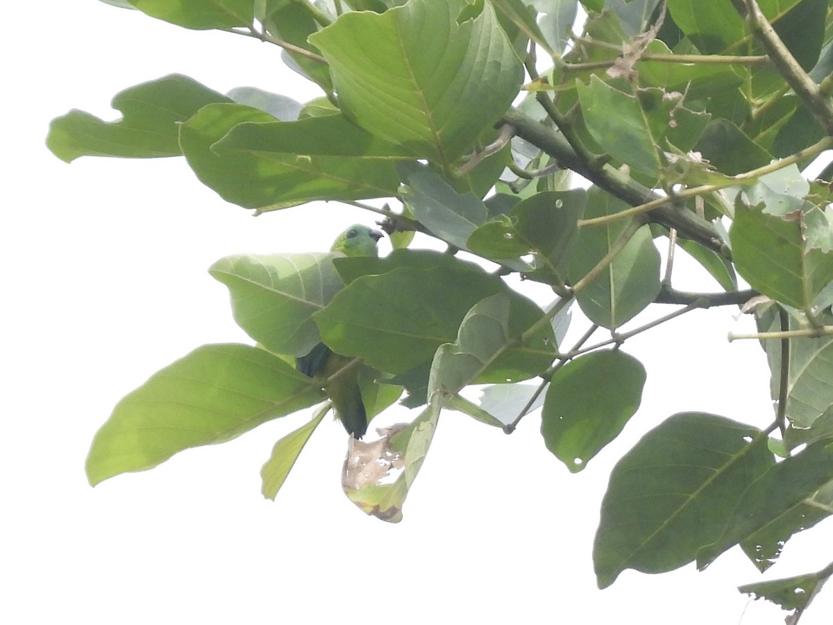 Green-fronted Hanging-Parrot - ML643864976
